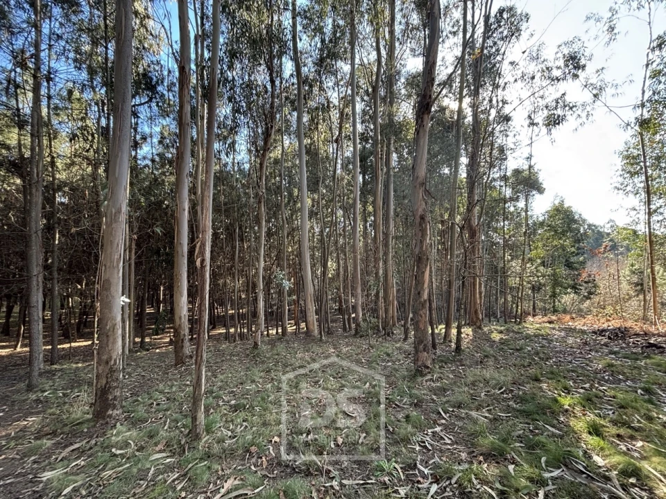 Terreno para Venda em Mundão Foto 6
