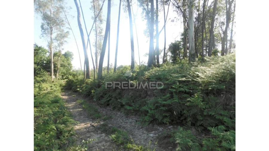 Terreno para Venda em Gême Foto 5