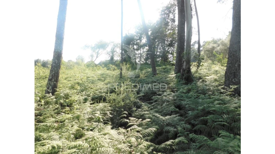Terreno para Venda em Gême Foto 9