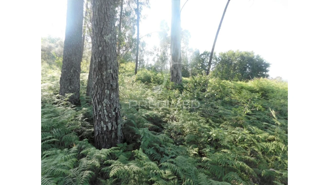 Terreno para Venda em Gême Foto 6
