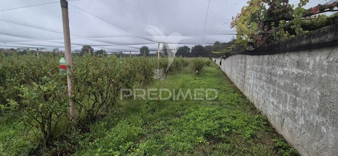 Quinta para Venda em Turiz Foto 17