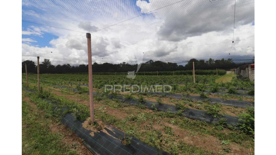 Quinta para Venda em Turiz Foto 6