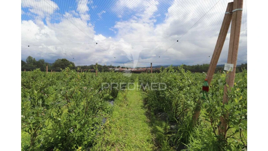 Quinta para Venda em Turiz Foto 11