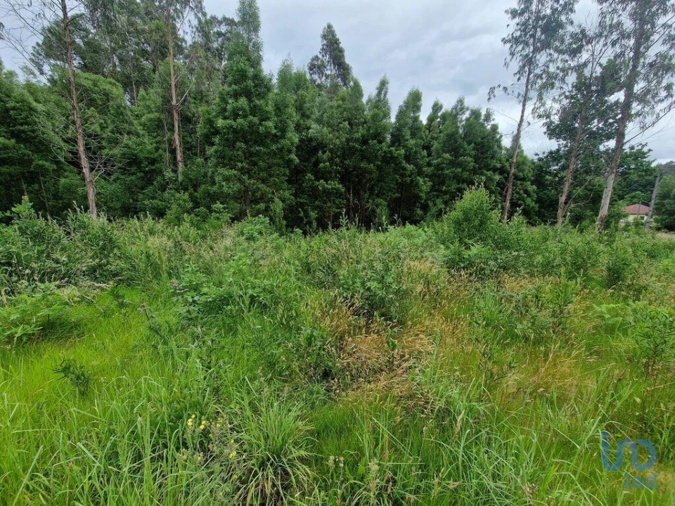 Terreno para Venda em São Pedro de Arcos Foto 13