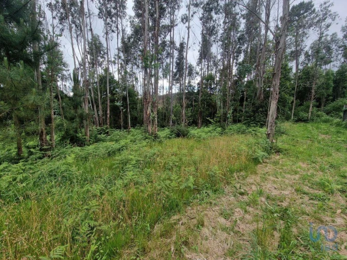 Terreno para Venda em São Pedro de Arcos Foto 9