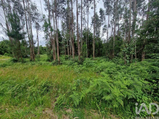 Terreno para Venda em São Pedro de Arcos Foto 23