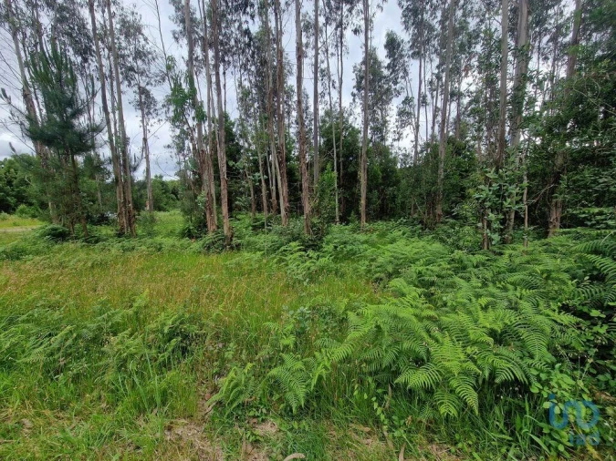 Terreno para Venda em São Pedro de Arcos Foto 11