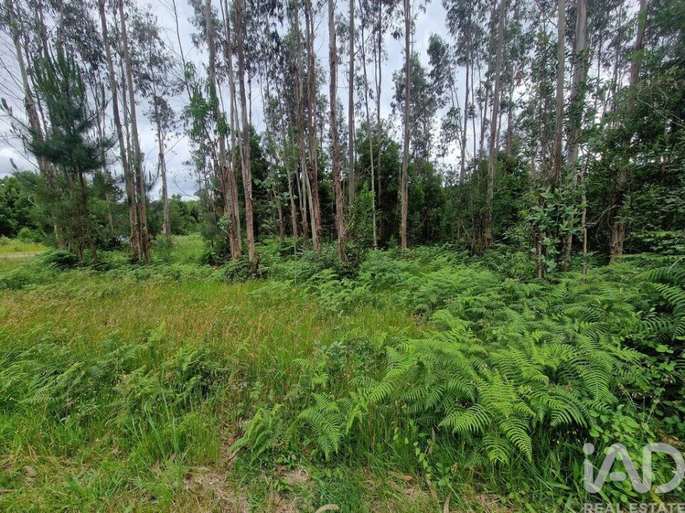 Terreno para Venda em São Pedro de Arcos Foto 23