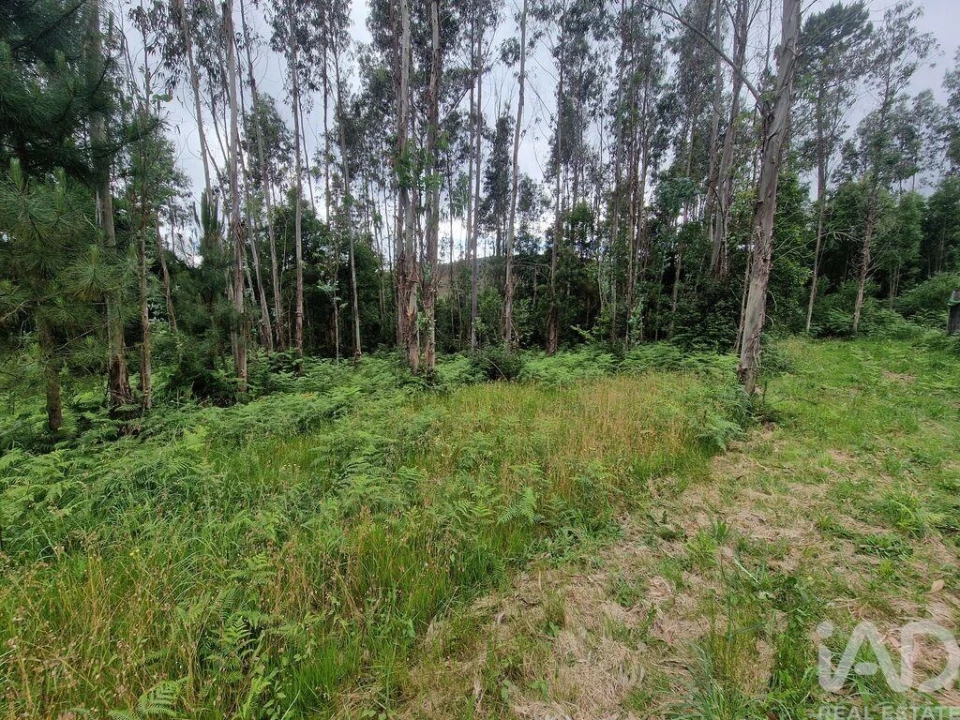 Terreno para Venda em São Pedro de Arcos Foto 21