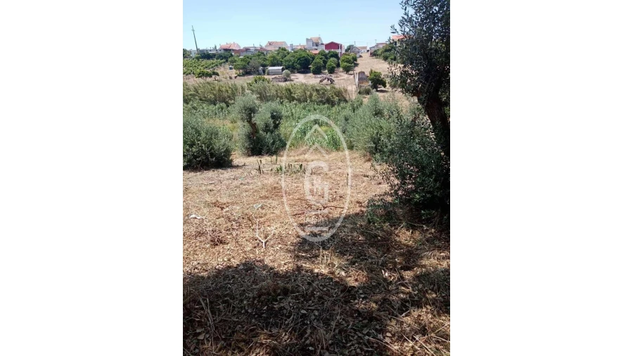 Terreno para Venda em Alpiarça Foto 5