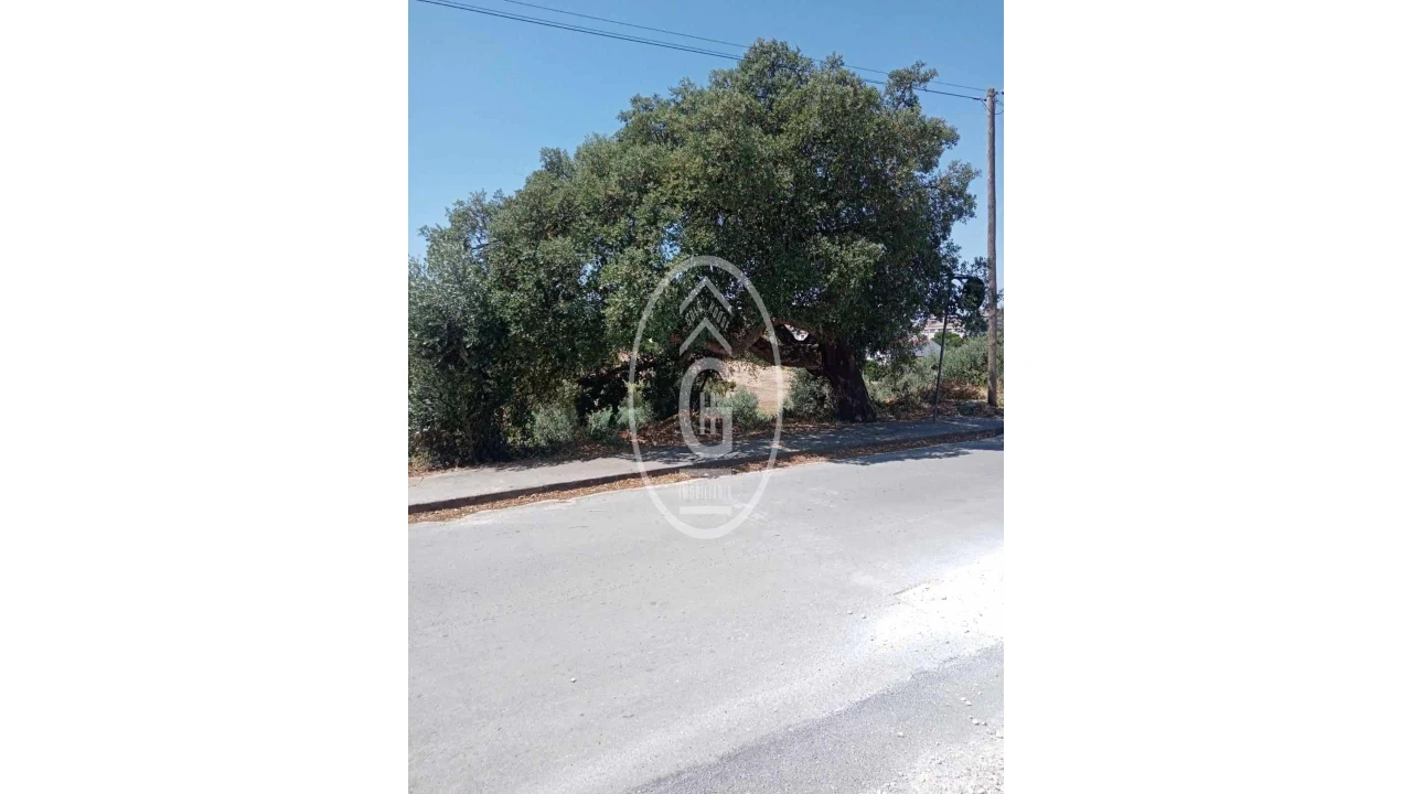 Terreno para Venda em Alpiarça Foto 3