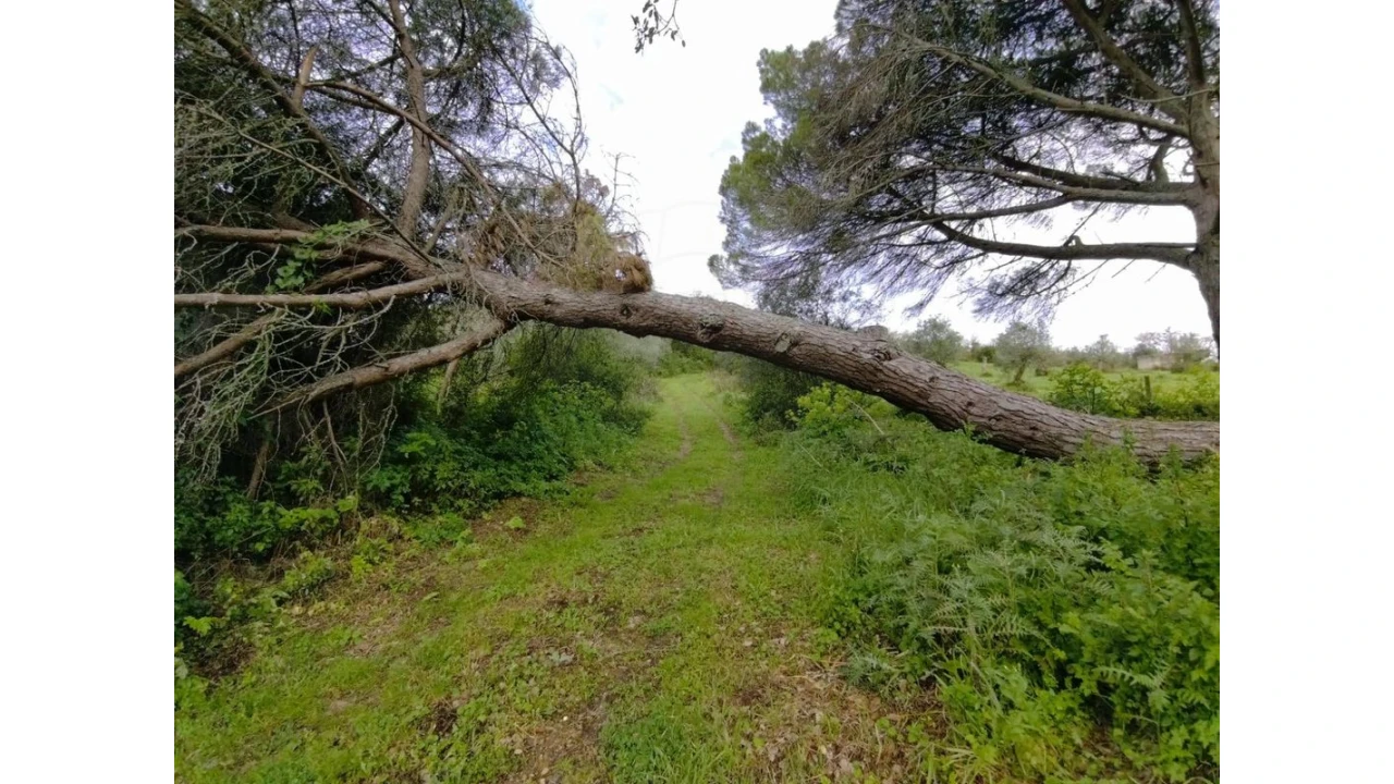 Terreno para Venda em Lousa Foto 7