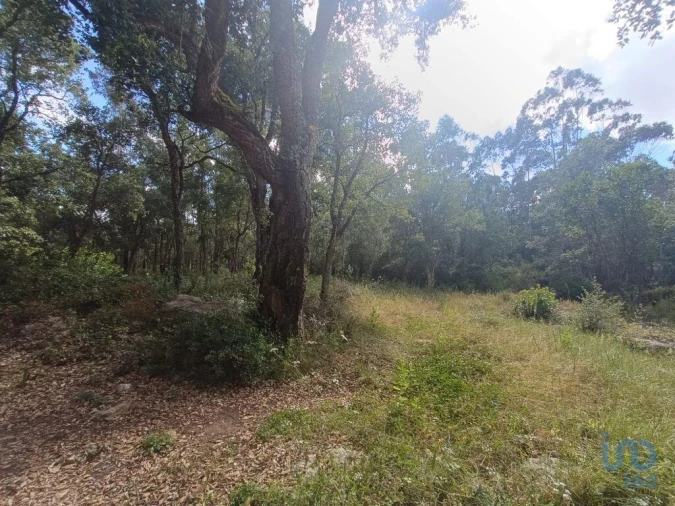 Terreno para Venda em Alcobaça e Vestiaria Foto 8