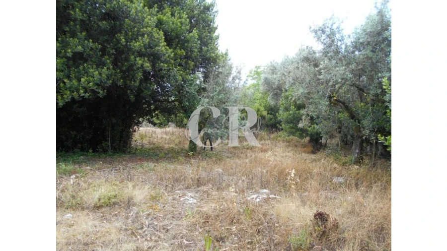 Terreno para Venda em Santiago da Guarda Foto 14