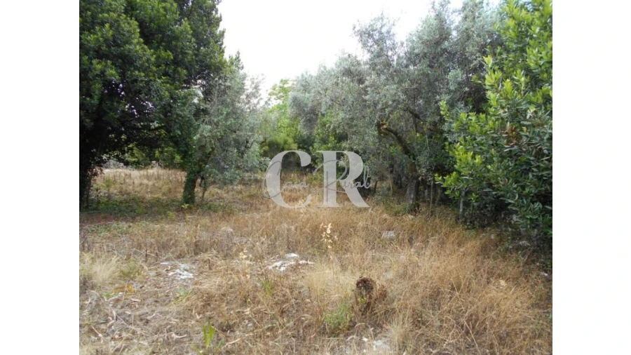Terreno para Venda em Santiago da Guarda Foto 4