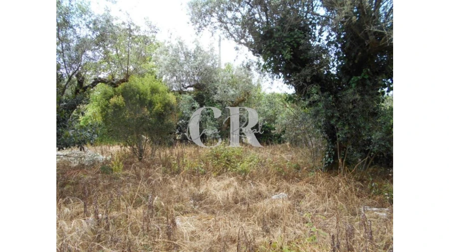 Terreno para Venda em Santiago da Guarda Foto 11