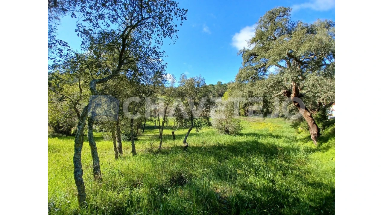 Terreno Agricola ou Rústico para Venda em Carregueiros Foto 3