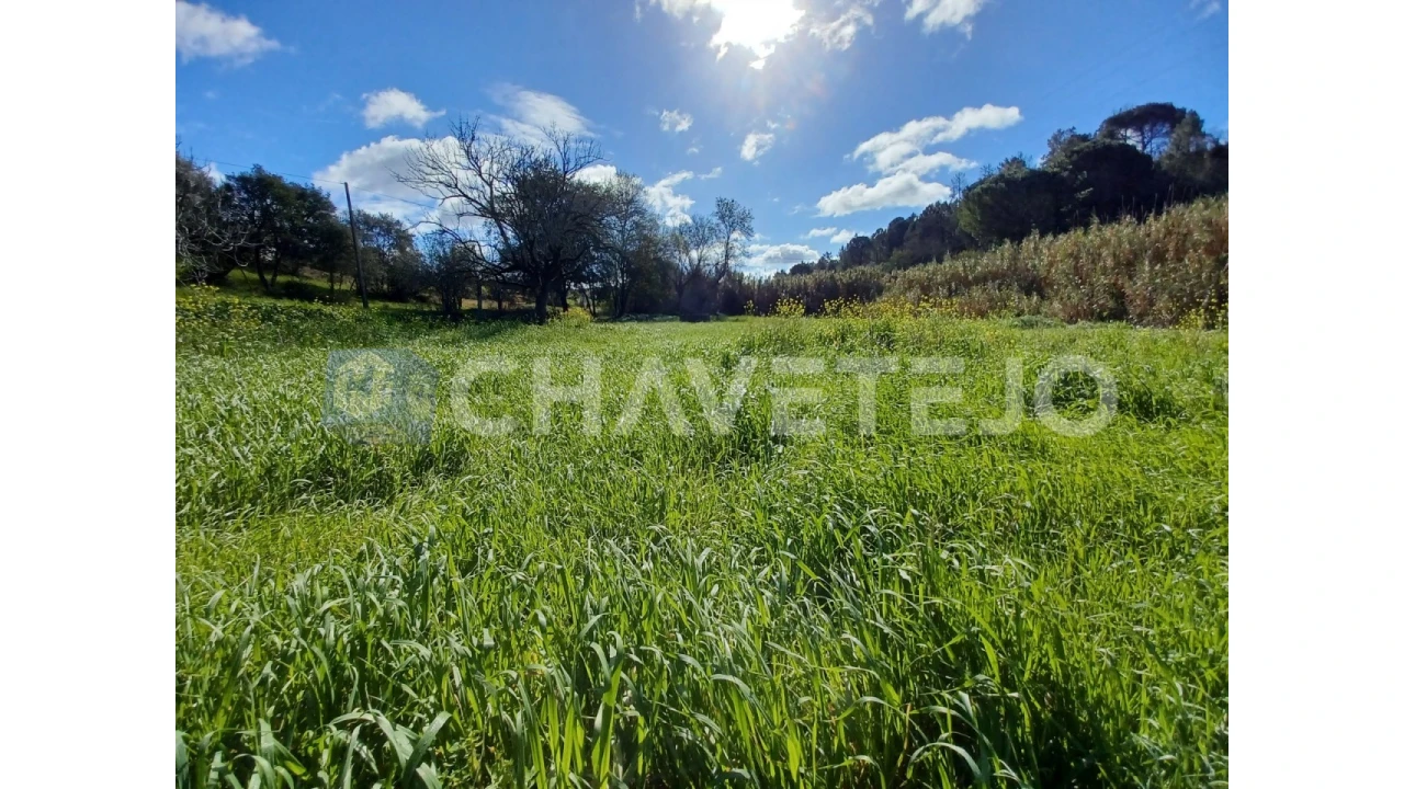 Terreno Agricola ou Rústico para Venda em Carregueiros Foto 5