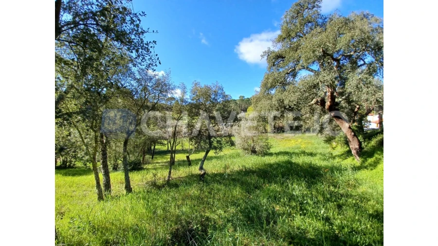 Terreno Agricola ou Rústico para Venda em Carregueiros Foto 4