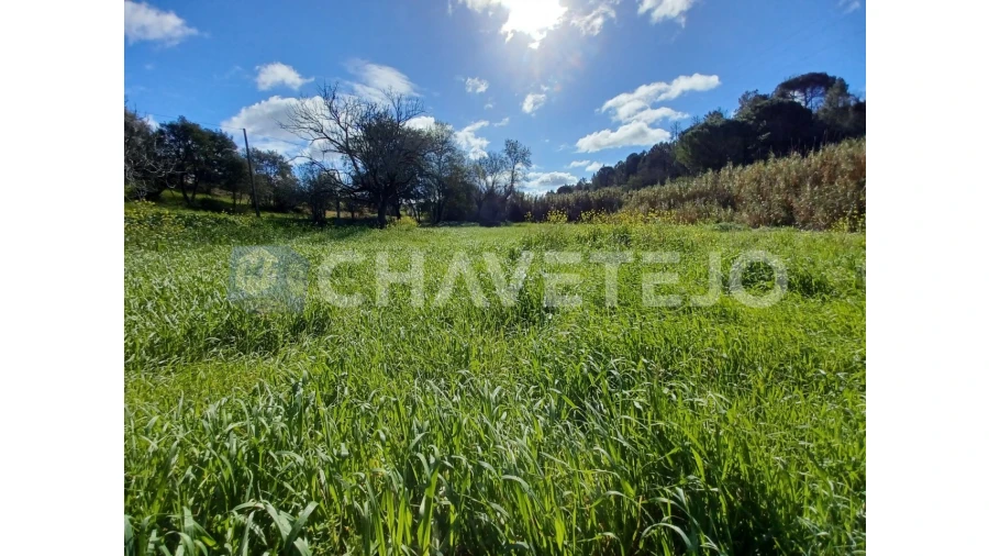 Terreno Agricola ou Rústico para Venda em Carregueiros Foto 5
