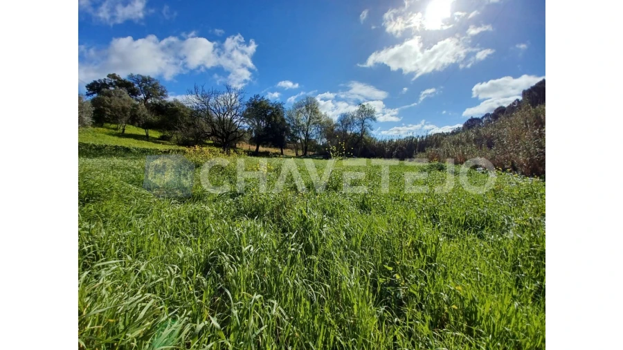 Terreno Agricola ou Rústico para Venda em Carregueiros Foto 7