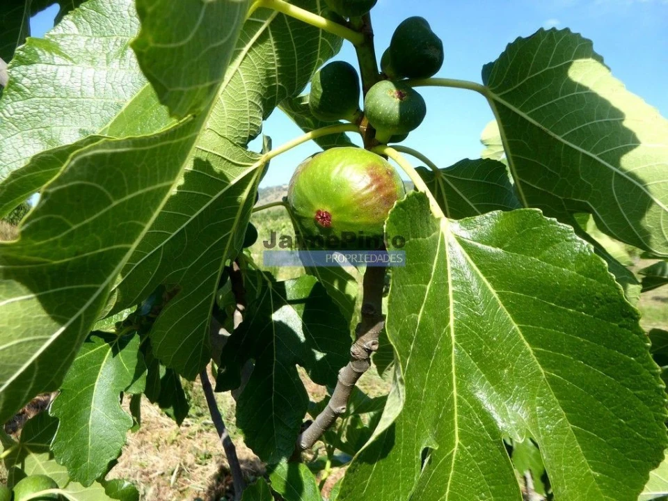 Terreno Agricola ou Rústico para Venda em Mirandela Foto 1