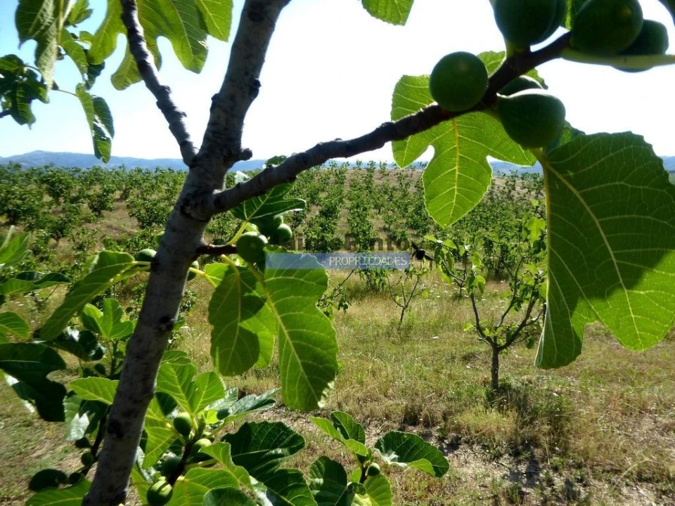 Terreno Agricola ou Rústico para Venda em Mirandela Foto 5
