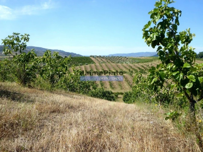 Terreno Agricola ou Rústico para Venda em Mirandela Foto 2