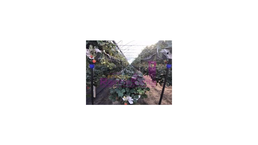 Terreno para Venda em Samuel Foto 13