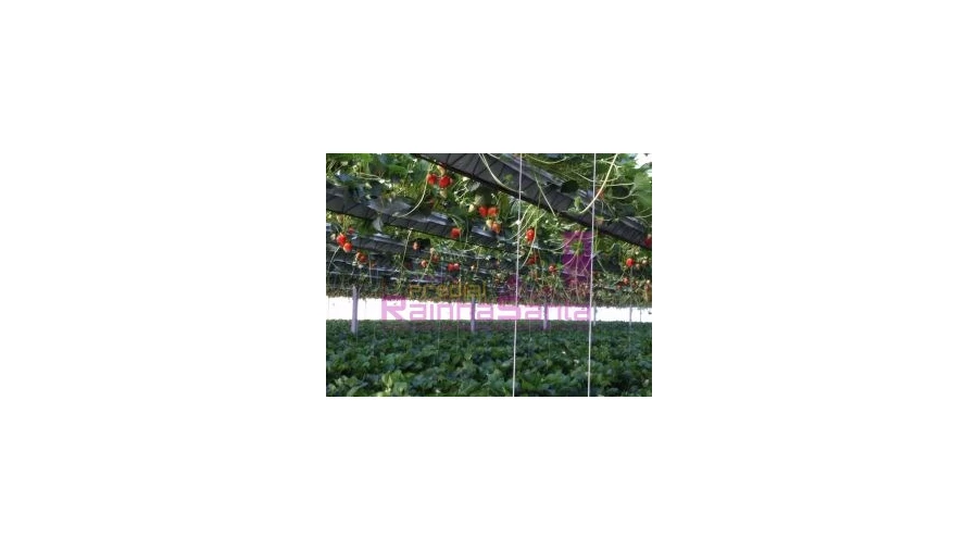 Terreno para Venda em Samuel Foto 12