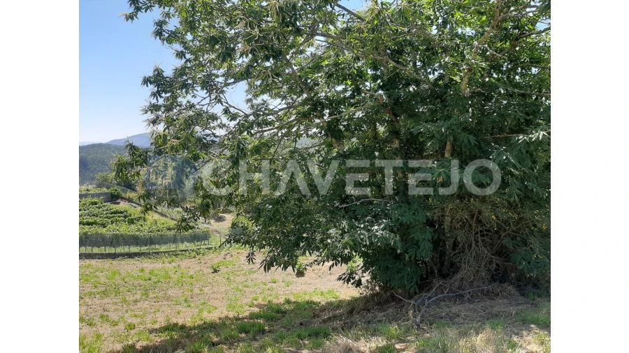 Terreno para Venda em Beco Foto 16