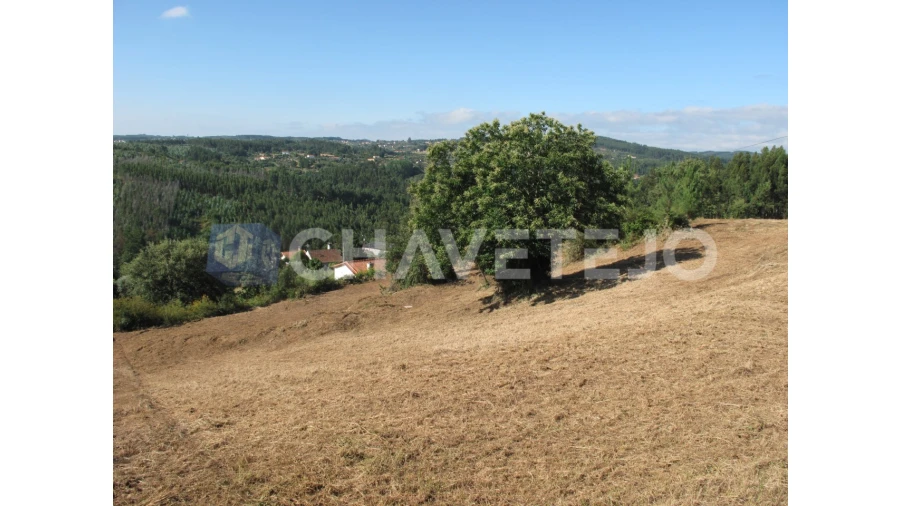 Terreno para Venda em Beco Foto 19