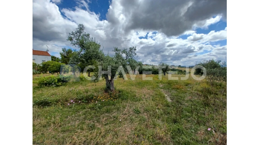 Terreno para Venda em Madalena e Beselga Foto 5