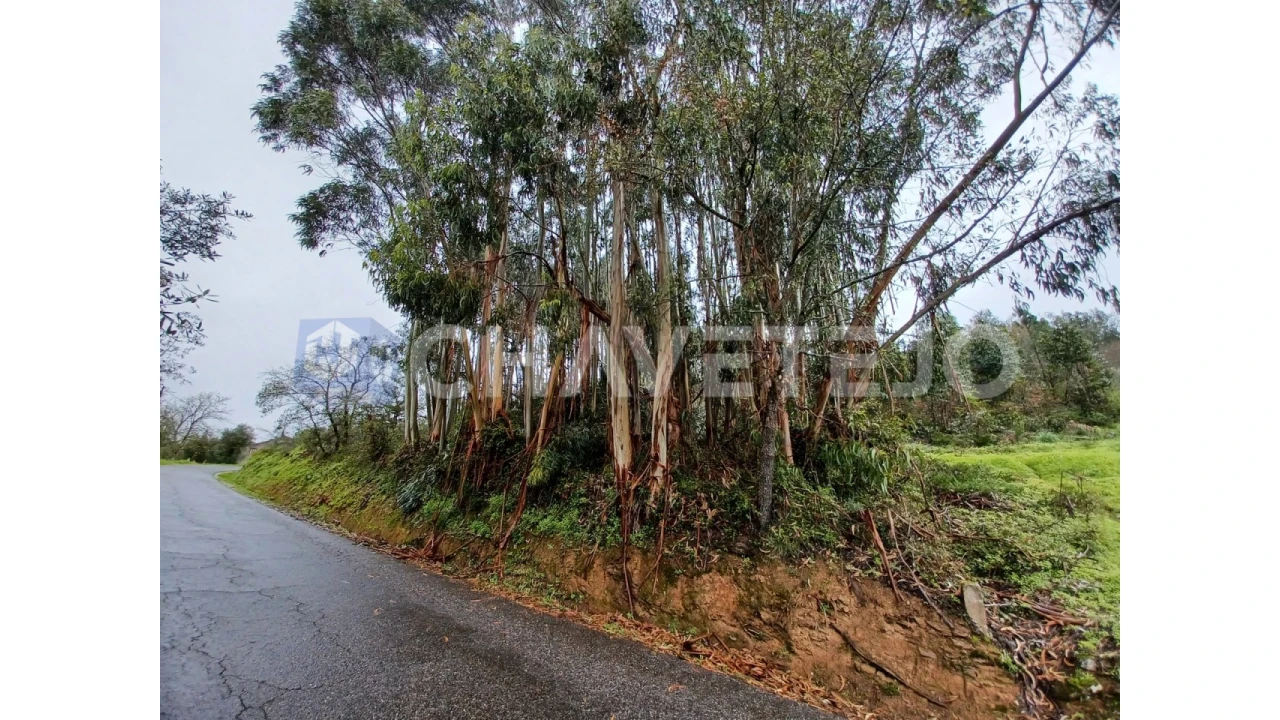 Terreno Agricola ou Rústico para Venda em Areias e Pias Foto 3