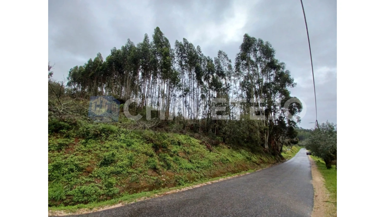 Terreno Agricola ou Rústico para Venda em Areias e Pias Foto 4