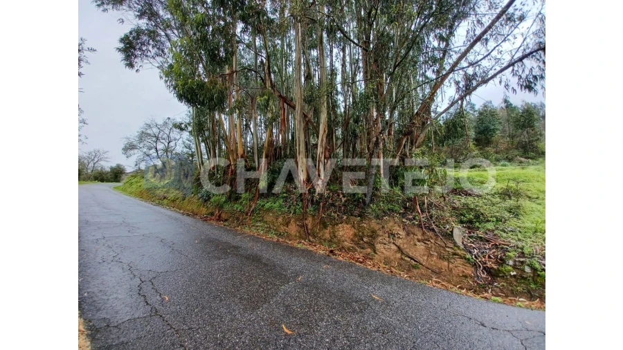 Terreno Agricola ou Rústico para Venda em Areias e Pias Foto 2