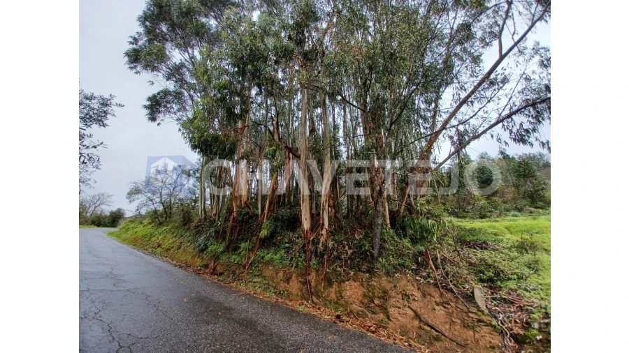 Terreno Agricola ou Rústico para Venda em Areias e Pias Foto 3