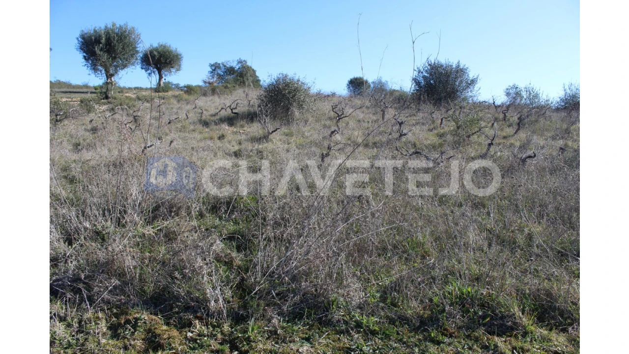 Terreno Agricola ou Rústico para Venda em Chãos Foto 5