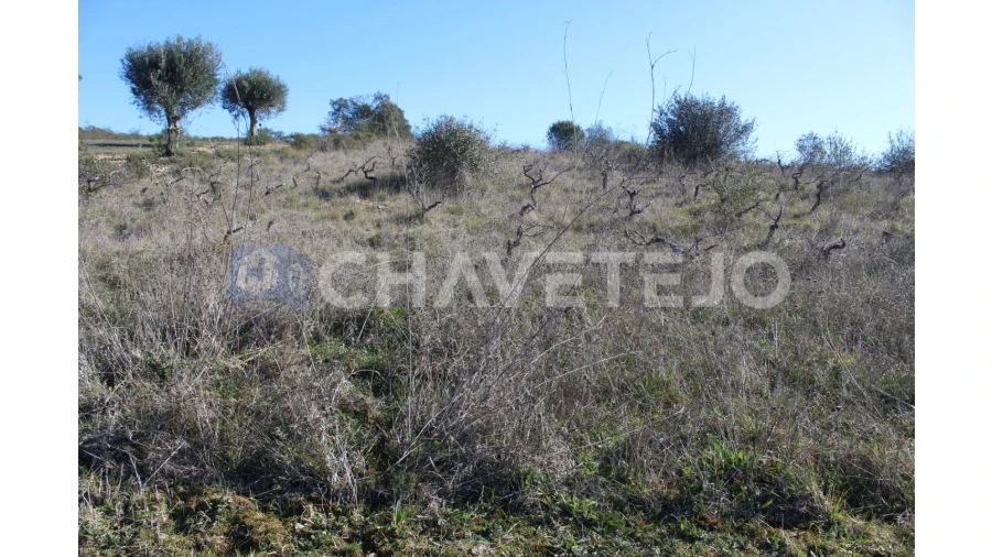 Terreno Agricola ou Rústico para Venda em Chãos Foto 5