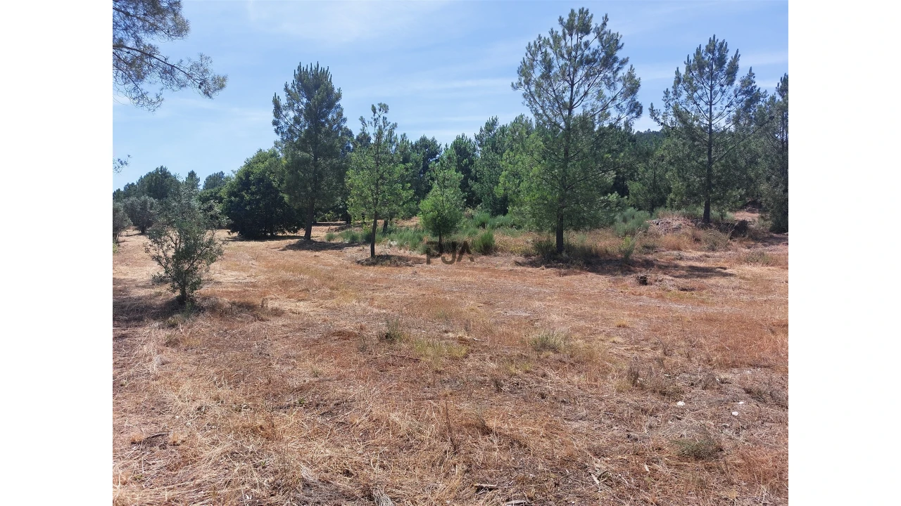 Terreno para Venda em Fornos de Algodres Foto 7