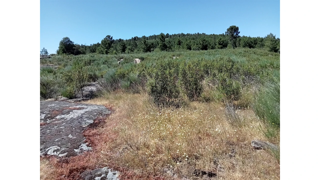 Terreno para Venda em Fornos de Algodres Foto 9