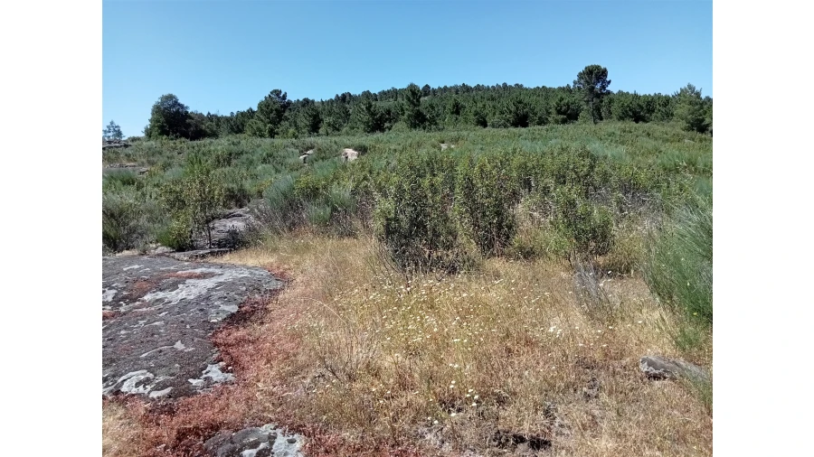 Terreno para Venda em Fornos de Algodres Foto 9