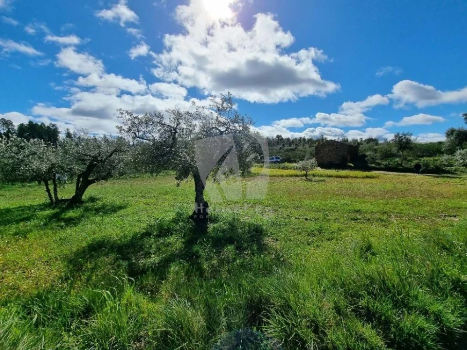 Terreno Agricola ou Rústico para Venda em Sarzedas Foto 8