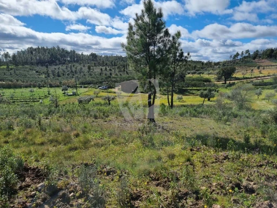 Terreno Agricola ou Rústico para Venda em Sarzedas Foto 3