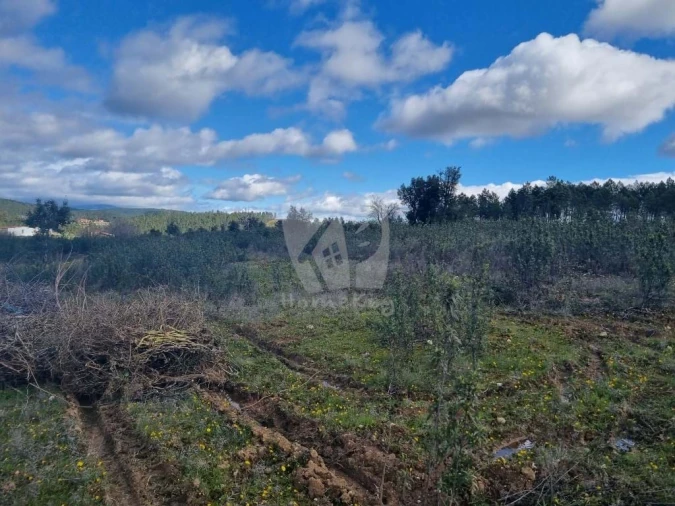 Terreno Agricola ou Rústico para Venda em Sarzedas Foto 18