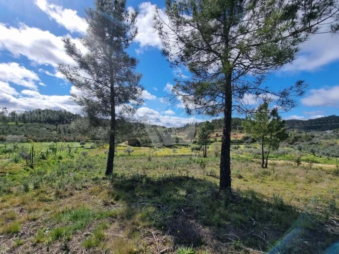 Terreno Agricola ou Rústico para Venda em Sarzedas Foto 4