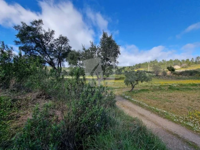 Terreno Agricola ou Rústico para Venda em Sarzedas Foto 11