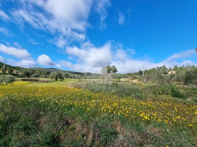 Terreno Agricola ou Rústico para Venda em Sarzedas Foto 7