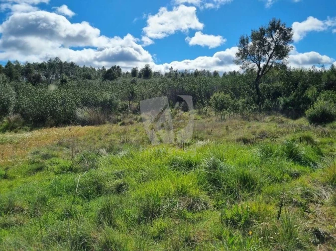 Terreno Agricola ou Rústico para Venda em Sarzedas Foto 16