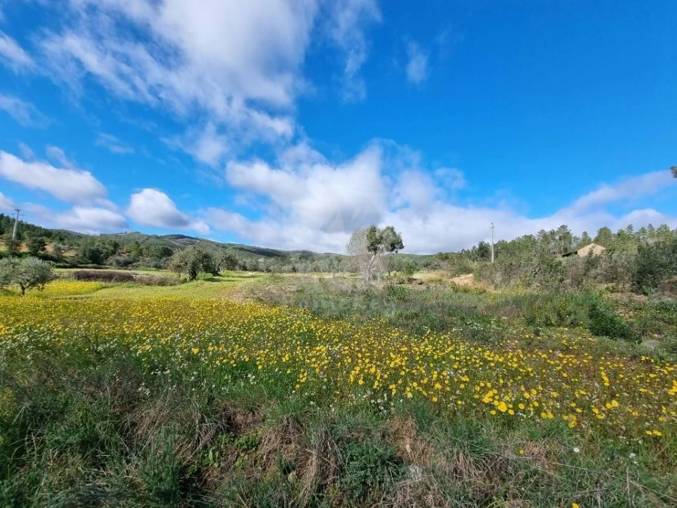Terreno Agricola ou Rústico para Venda em Sarzedas Foto 7